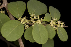 Securinega leucopyrus